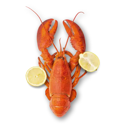 Lobster